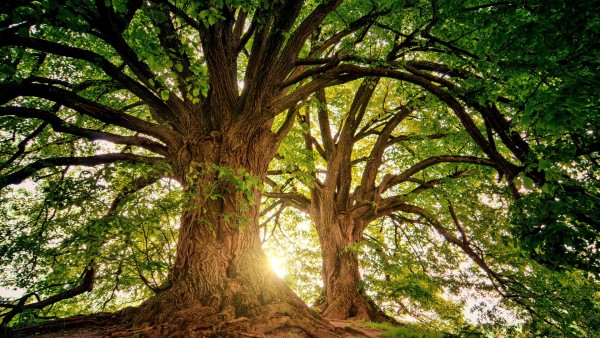 All About Trees Science Presentation in Colorful Realistic Style